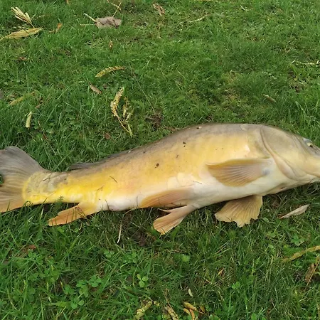 Le Du Cormier 펜션 Saint-Aubin-du-Desert