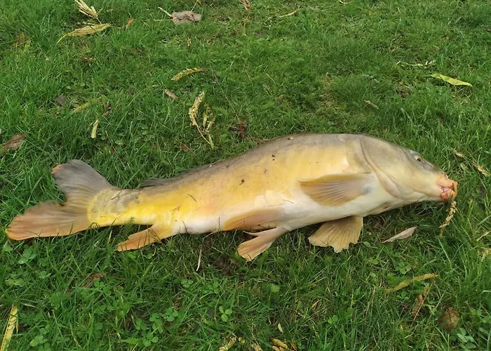 Le Du Cormier Ferienhaus Saint-Aubin-du-Desert